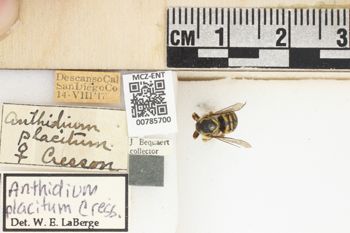 Media type: image;   Entomology 785700 Aspect: Labels